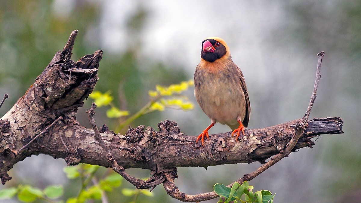 Red-billed Quelea [Quelea quelea lathamii]