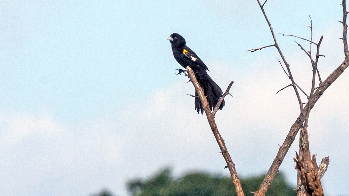 White-winged Widowbird [Euplectes albonotatus albonotatus]