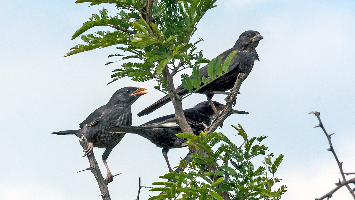 Red-billed Buffalo Weaver [Bubalornis niger niger]