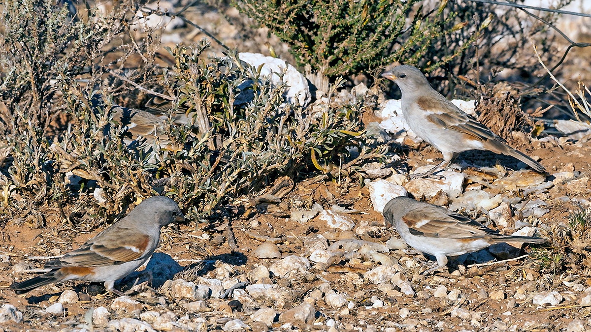 Southern Grey-headed Sparrow [Passer diffusus diffusus]