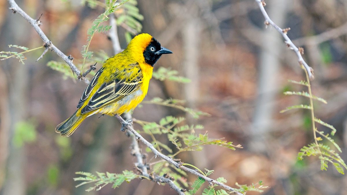 Lesser Masked Weaver [Ploceus intermedius cabanisii]