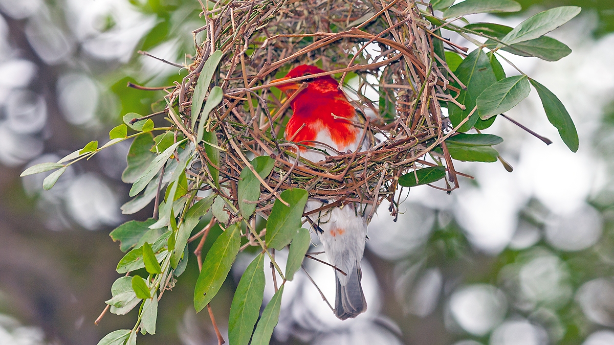 Red-headed Weaver [Anaplectes rubriceps rubriceps]