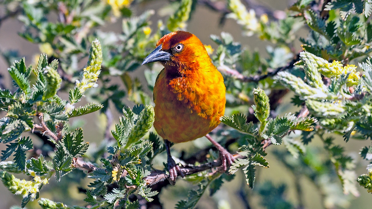 Cape Weaver [Ploceus capensis]