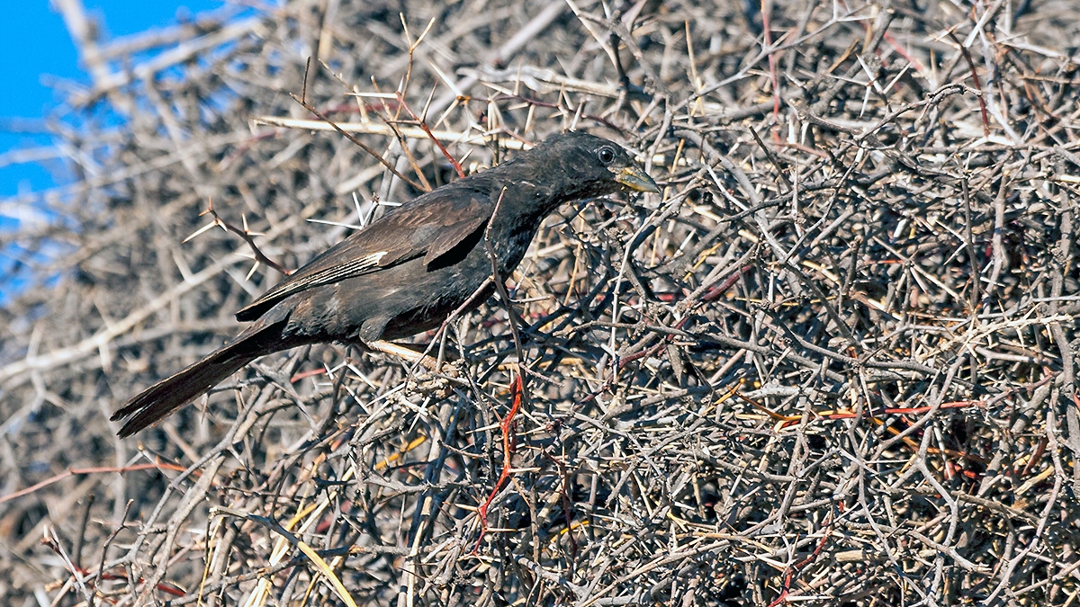 Red-billed Buffalo Weaver [Bubalornis niger niger]
