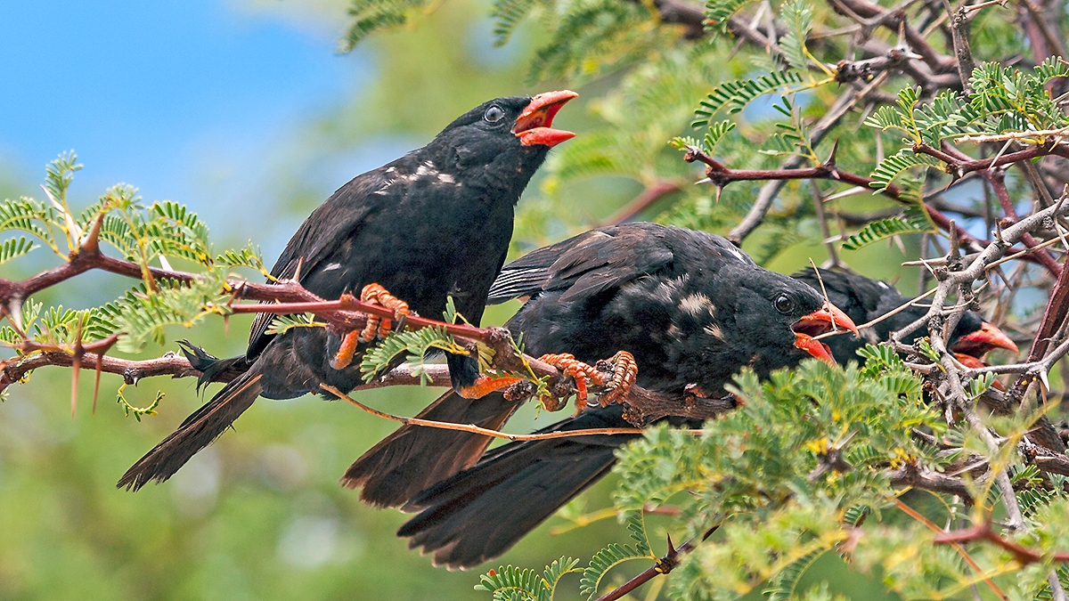 Red-billed Buffalo Weaver [Bubalornis niger niger]