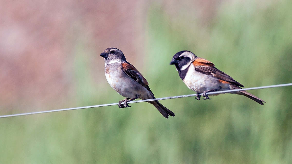 Cape Sparrow [Passer melanurus melanurus]