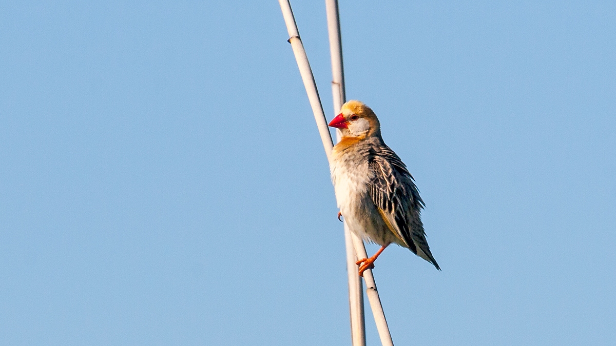 Red-billed Quelea [Quelea quelea lathamii]