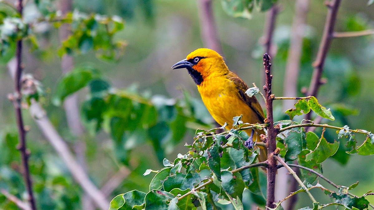 Spectacled Weaver [Ploceus ocularis ocularis]