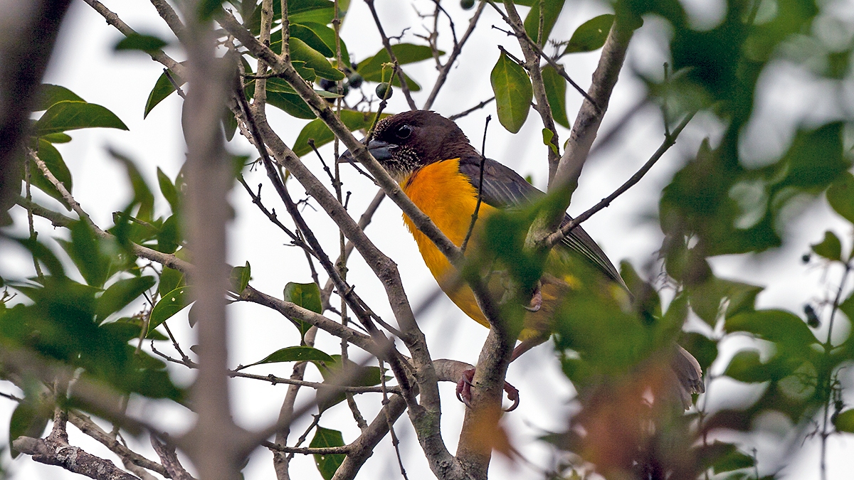 Dark-backed Weaver [Ploceus bicolor stictifrons]