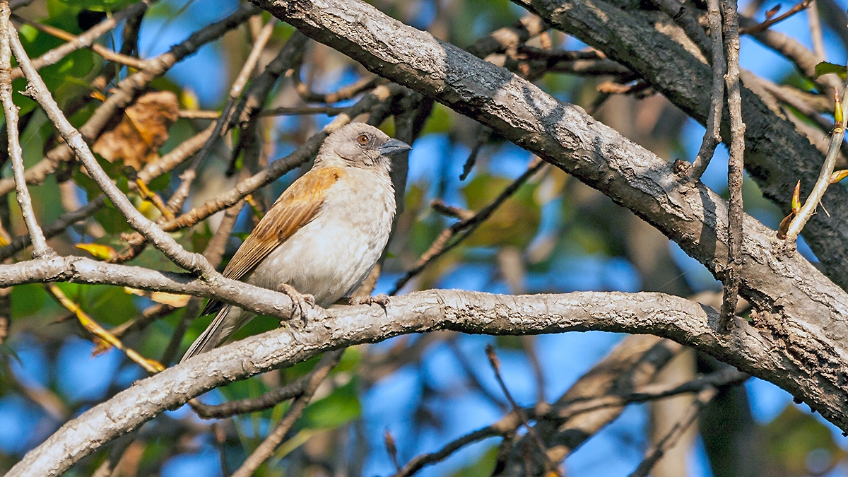 Northern Grey-headed Sparrow [Passer griseus ugandae]