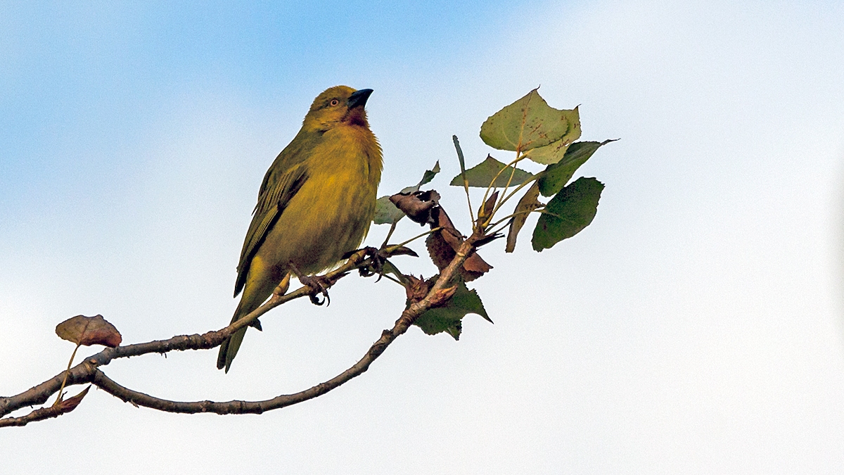 Holub's Golden Weaver [Ploceus xanthops]
