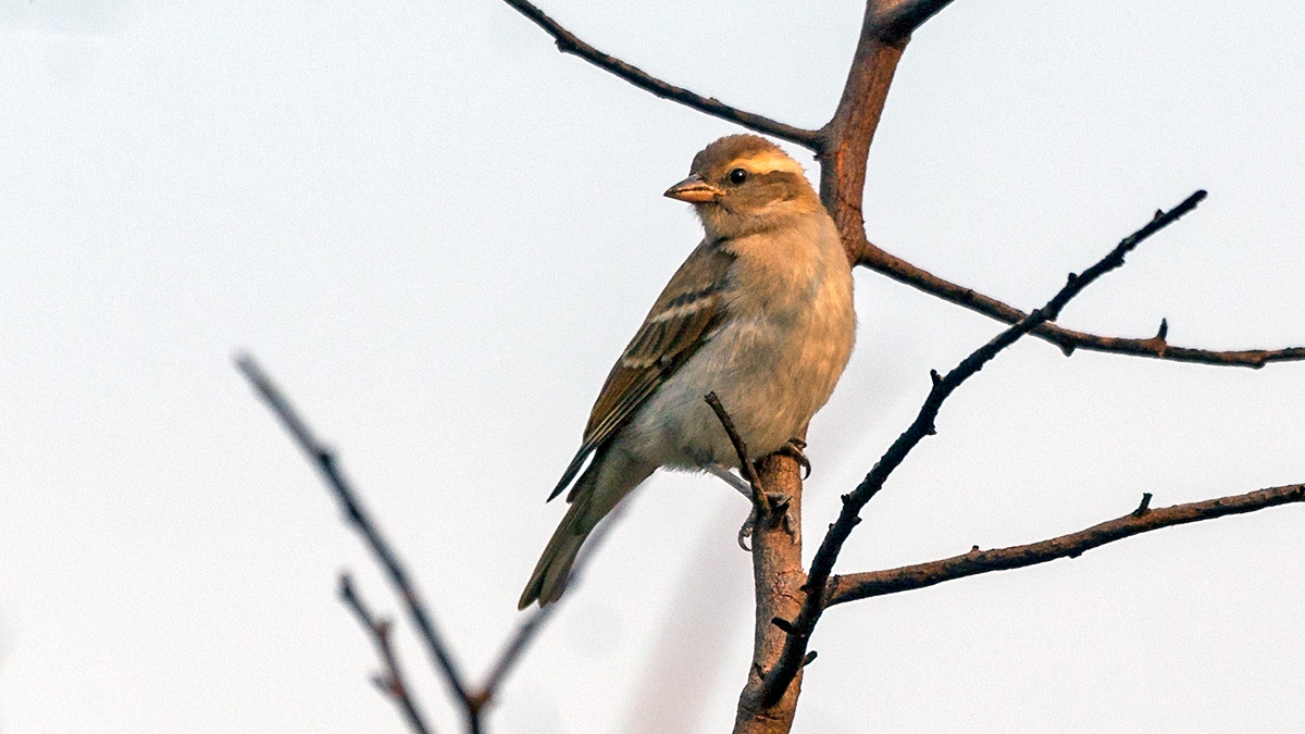 Yellow-throated Bush Sparrow [Gymnoris superciliaris rufitergum]