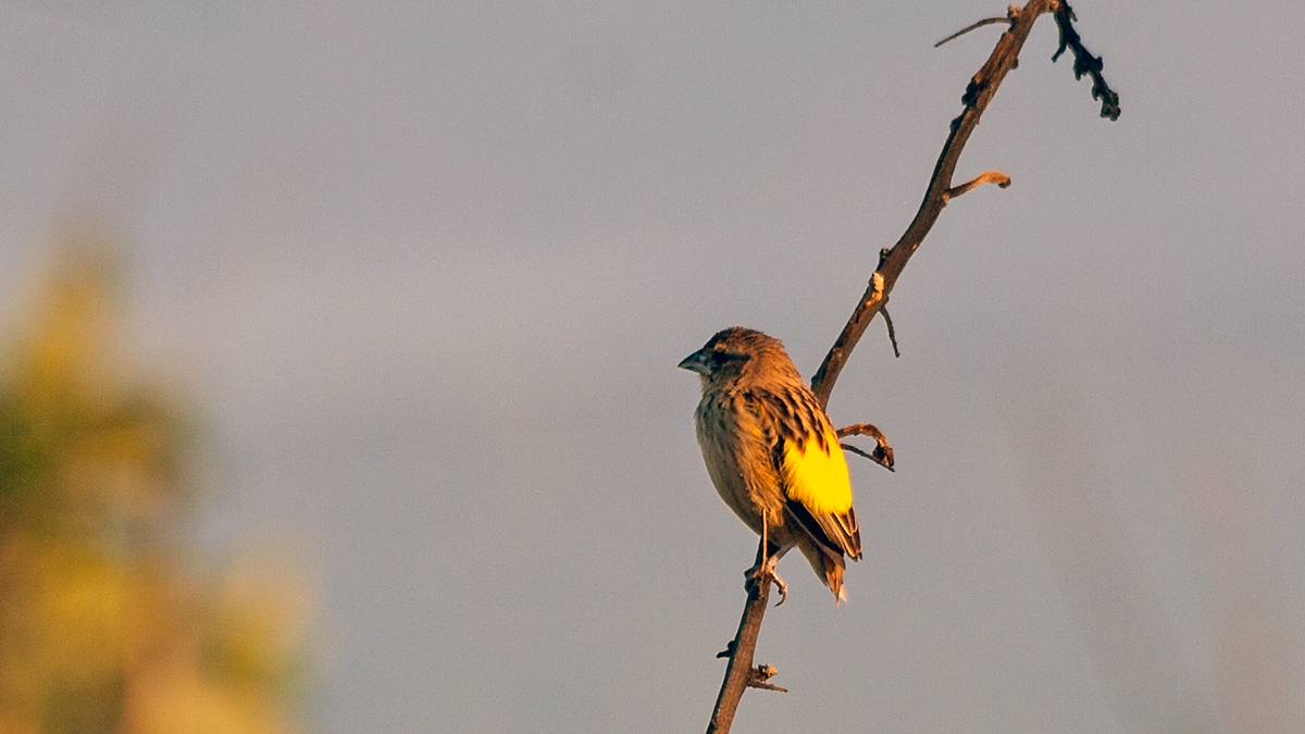 Yellow Bishop [Euplectes capensis crassirostris]