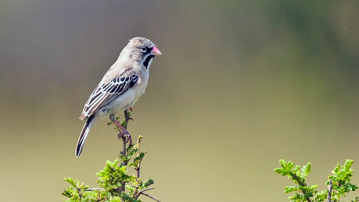 Scaly-feathered Weaver [Sporopipes squamifrons fuligescens]
