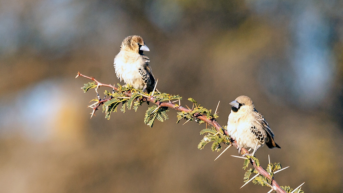 Sociable Weaver [Philetairus socius]