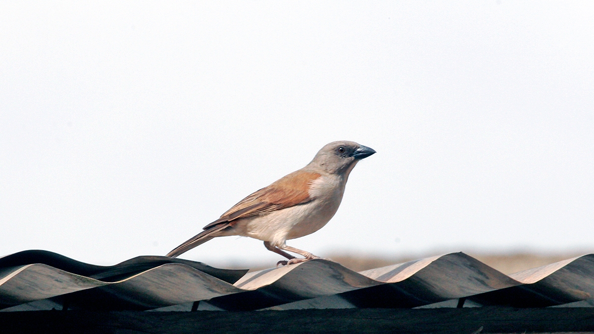 Northern Grey-headed Sparrow [Passer griseus griseus]