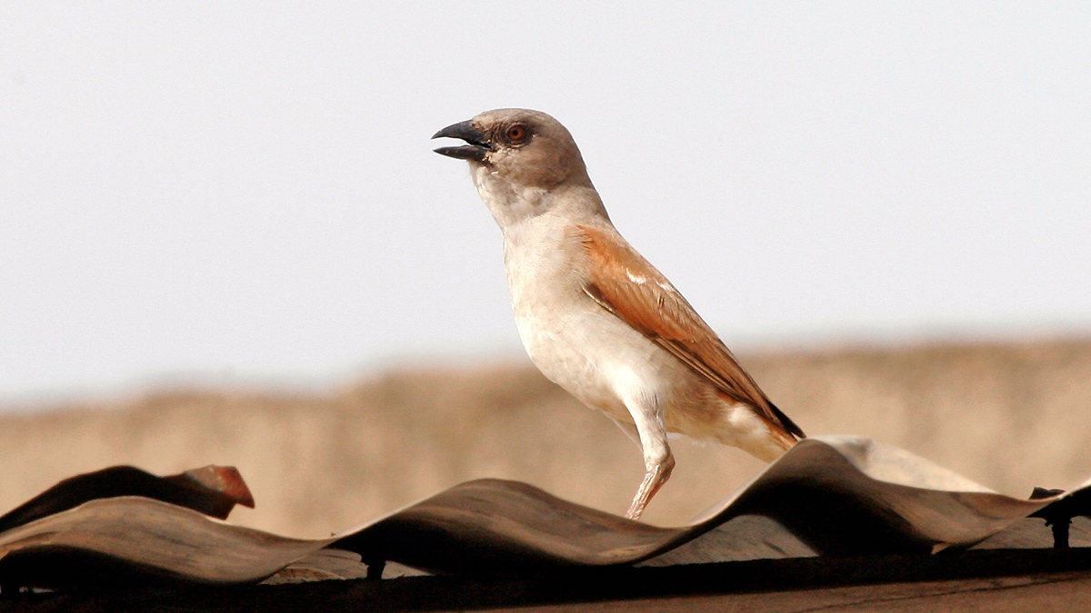 Northern Grey-headed Sparrow [Passer griseus griseus]