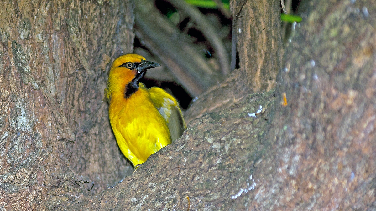 Spectacled Weaver [Ploceus ocularis ocularis]