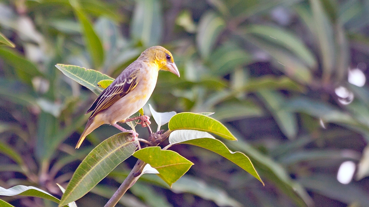Village Weaver [Ploceus cucullatus cucullatus]