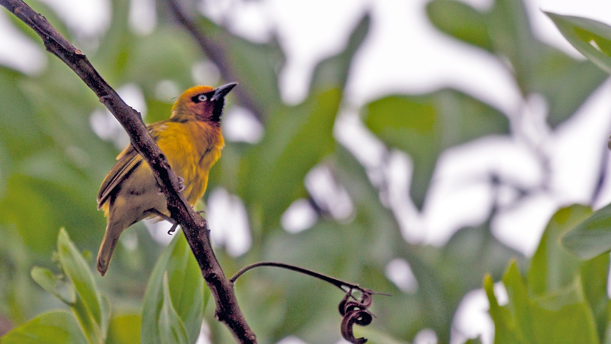 Olive-naped Weaver [Ploceus brachypterus]