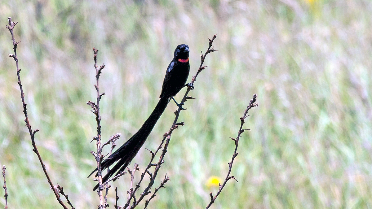 Red-collared Widowbird [Euplectes ardens]
