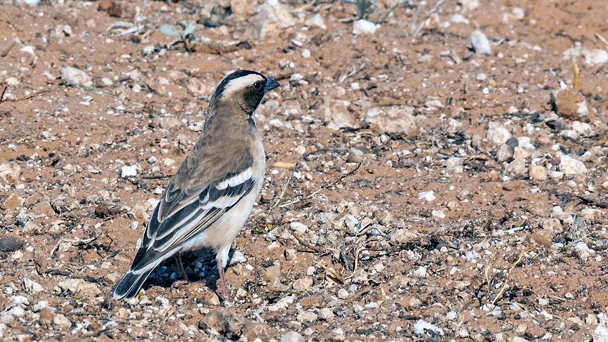 White-browed Sparrow-Weaver [Plocepasser mahali mahali]