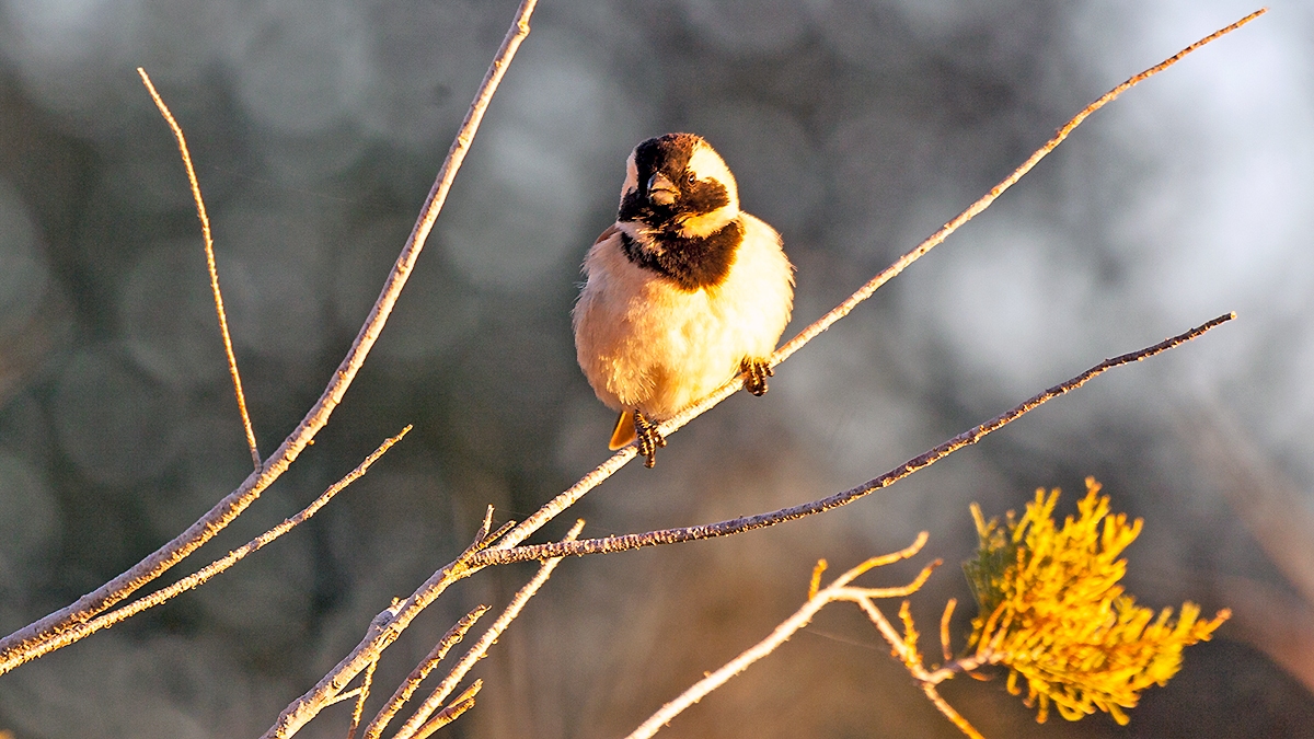 Cape Sparrow [Passer melanurus damarensis]