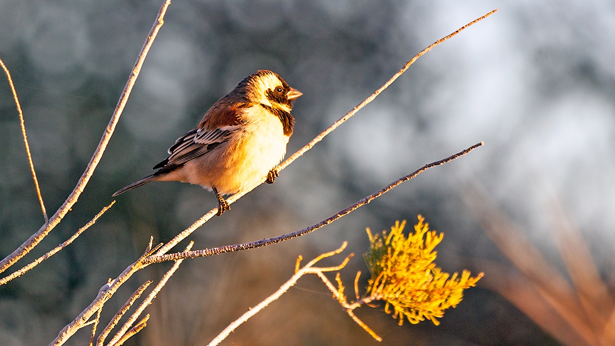 Cape Sparrow [Passer melanurus damarensis]