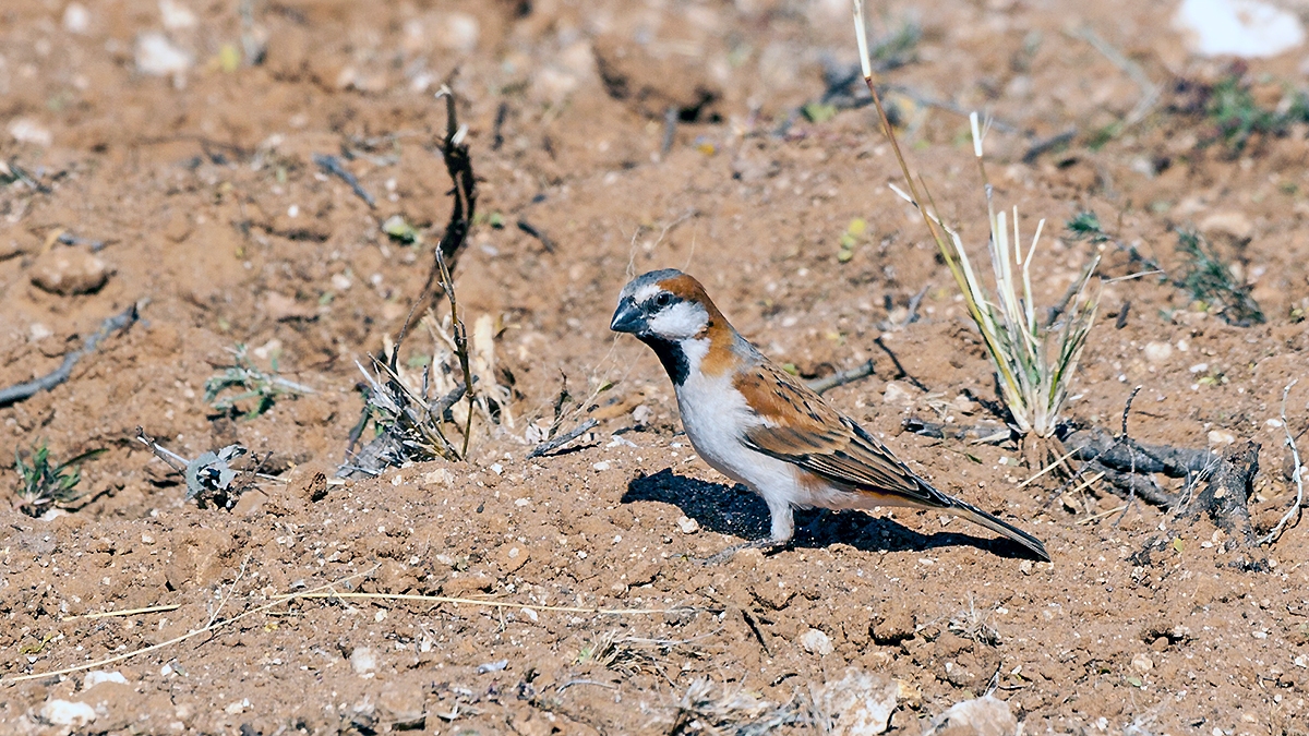 Great Sparrow [Passer motitensis motitensis]