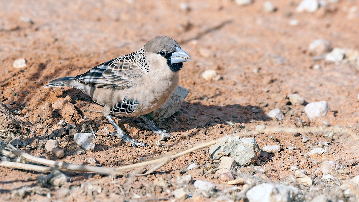 Sociable Weaver [Philetairus socius]