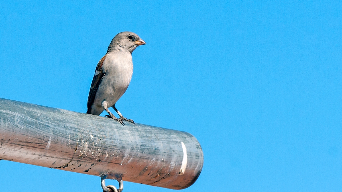 Southern Grey-headed Sparrow [Passer diffusus diffusus]