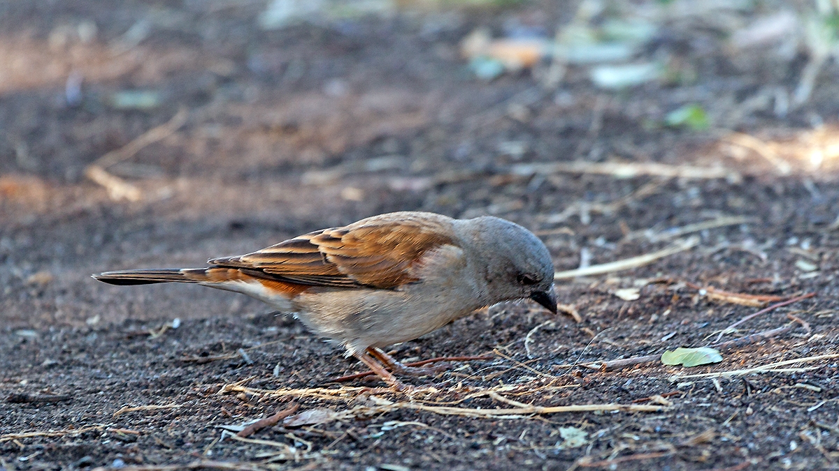 Southern Grey-headed Sparrow [Passer diffusus stygiceps]