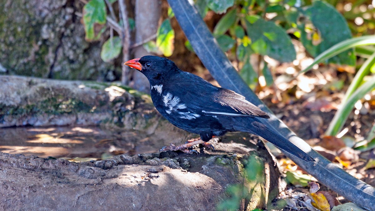 Red-billed Buffalo Weaver [Bubalornis niger niger]