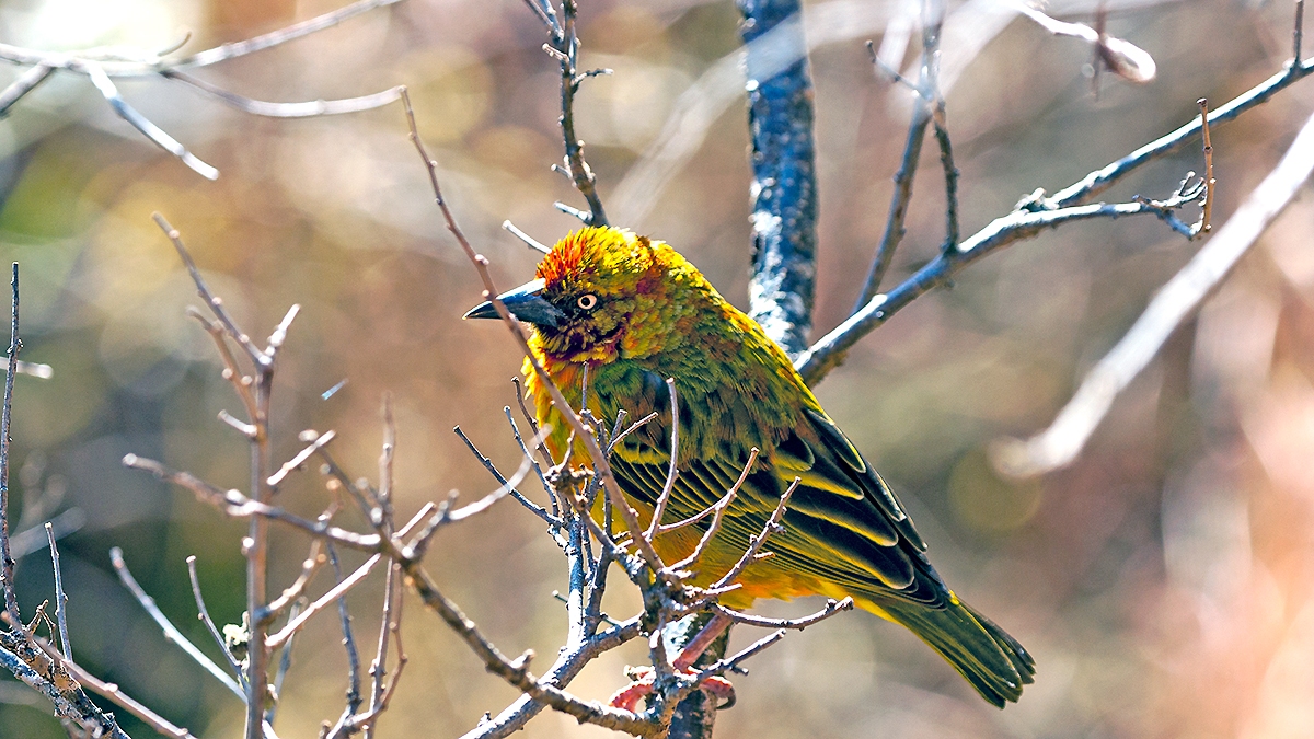 Cape Weaver [Ploceus capensis]