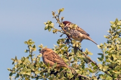 Spanish Sparrow [Passer hispaniolensis hispaniolensis]