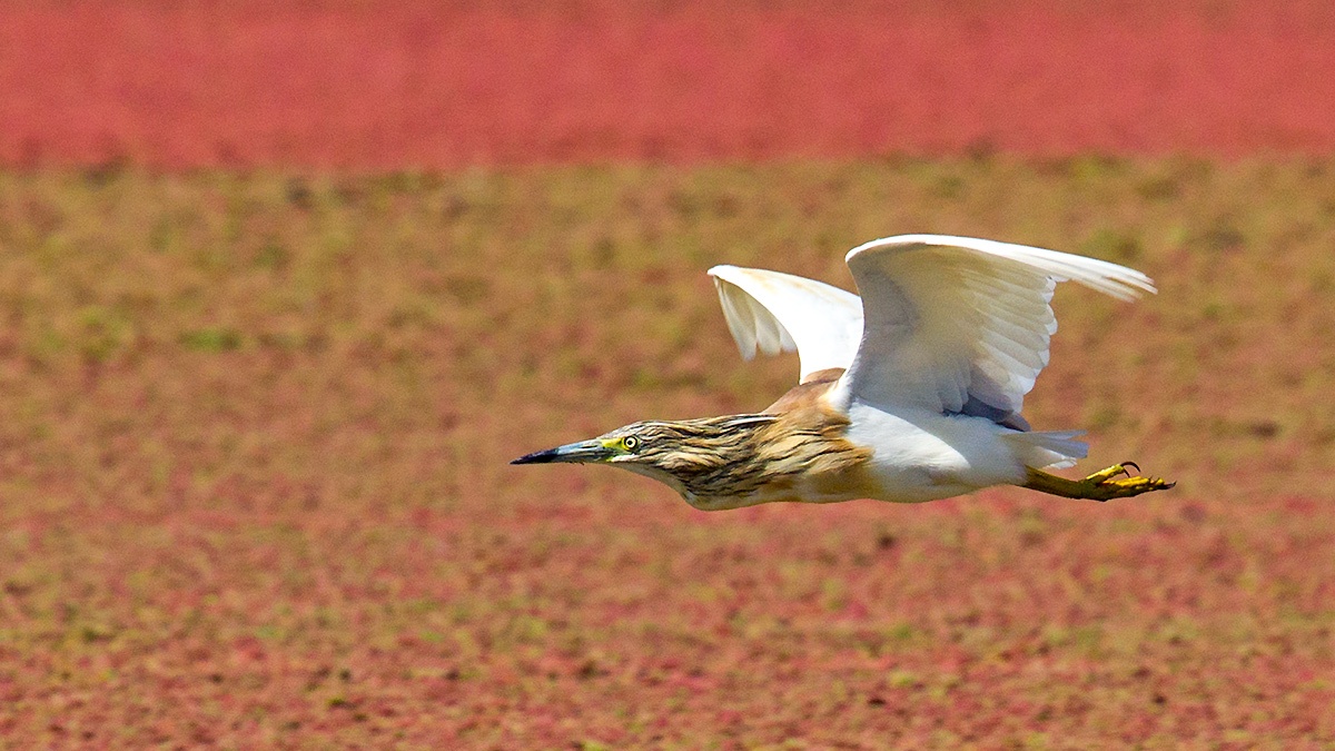Squacco Heron [Ardeola ralloides]