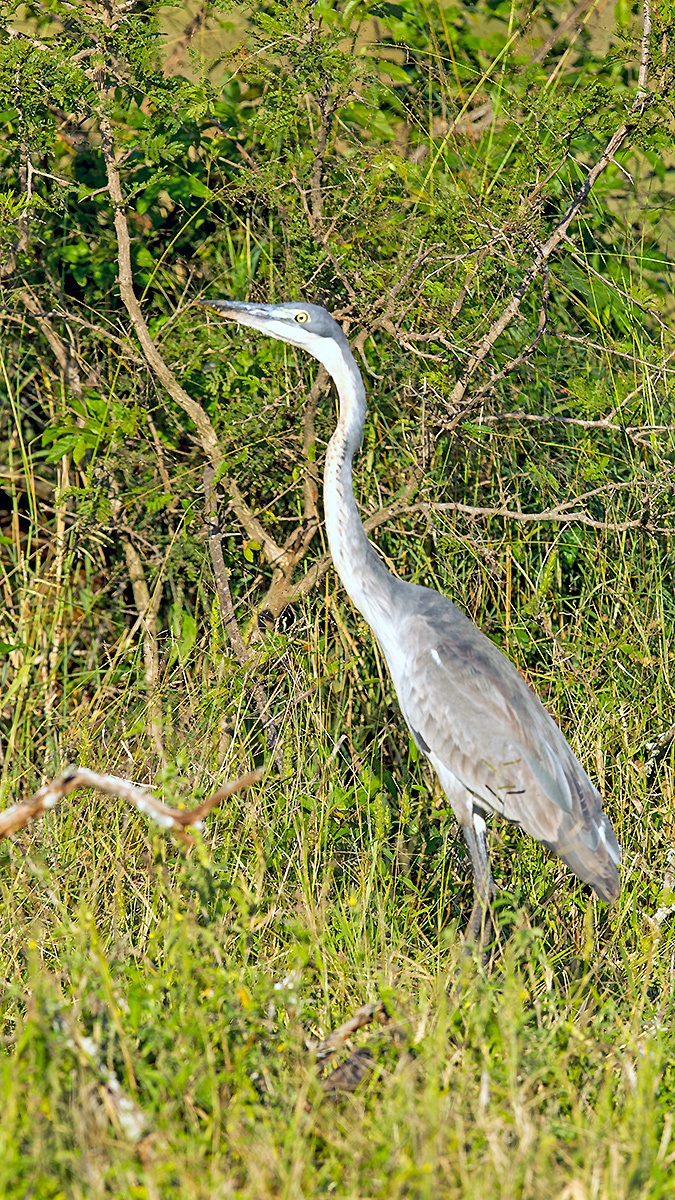 Black-headed Heron [Ardea melanocephala]