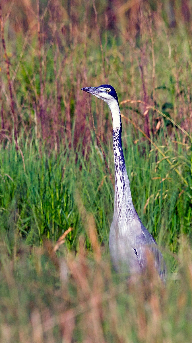 Black-headed Heron [Ardea melanocephala]