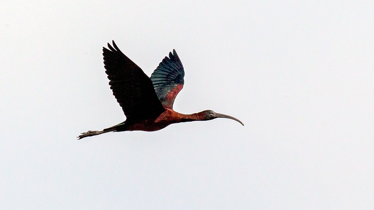 Glossy Ibis [Plegadis falcinellus]