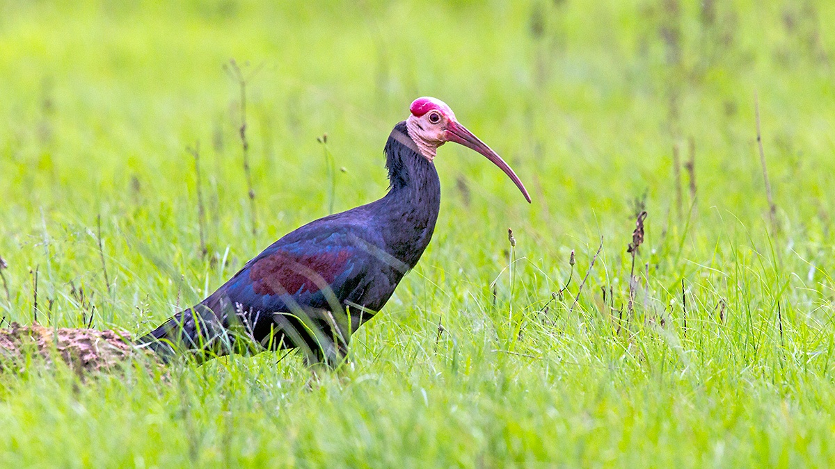 Southern Bald Ibis [Geronticus calvus]