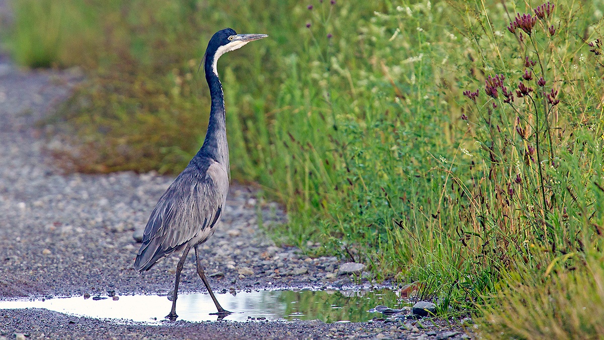 Black-headed Heron [Ardea melanocephala]