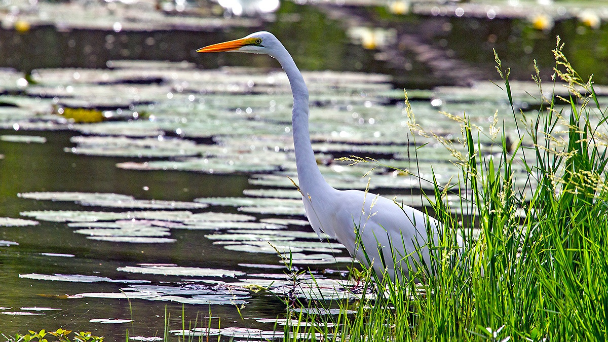 Great Egret [Ardea alba melanorhynchos]