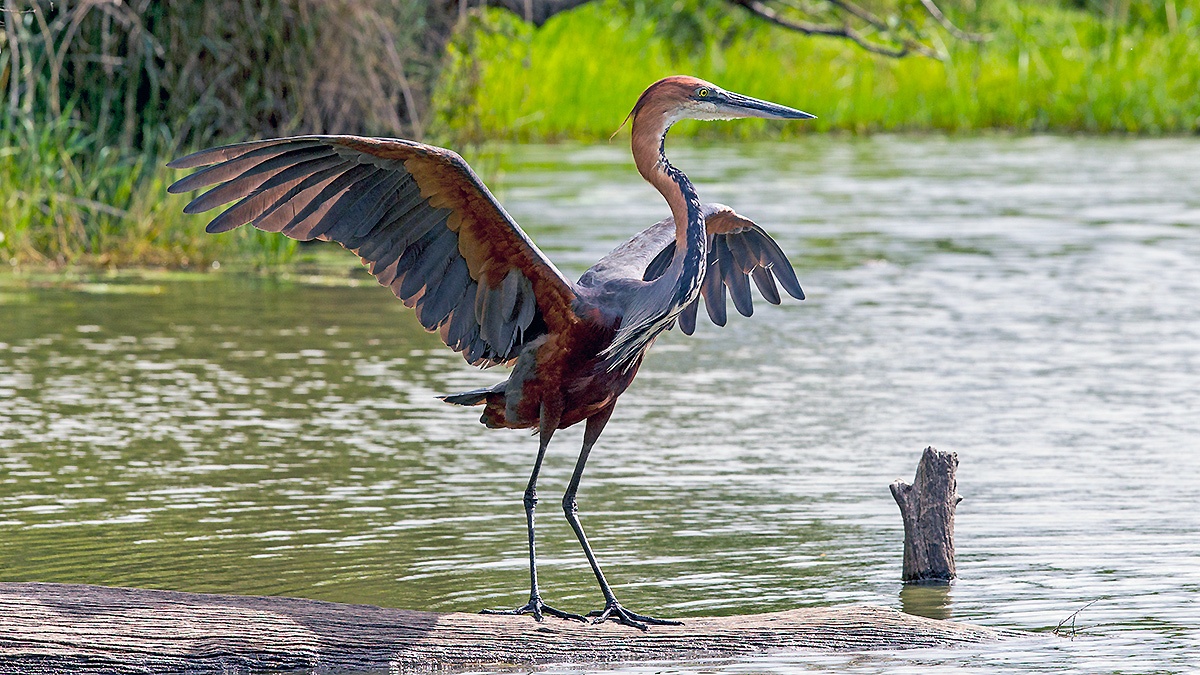 Goliath Heron [Ardea goliath]