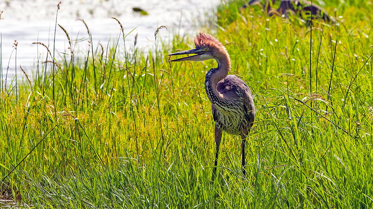 Goliath Heron [Ardea goliath]