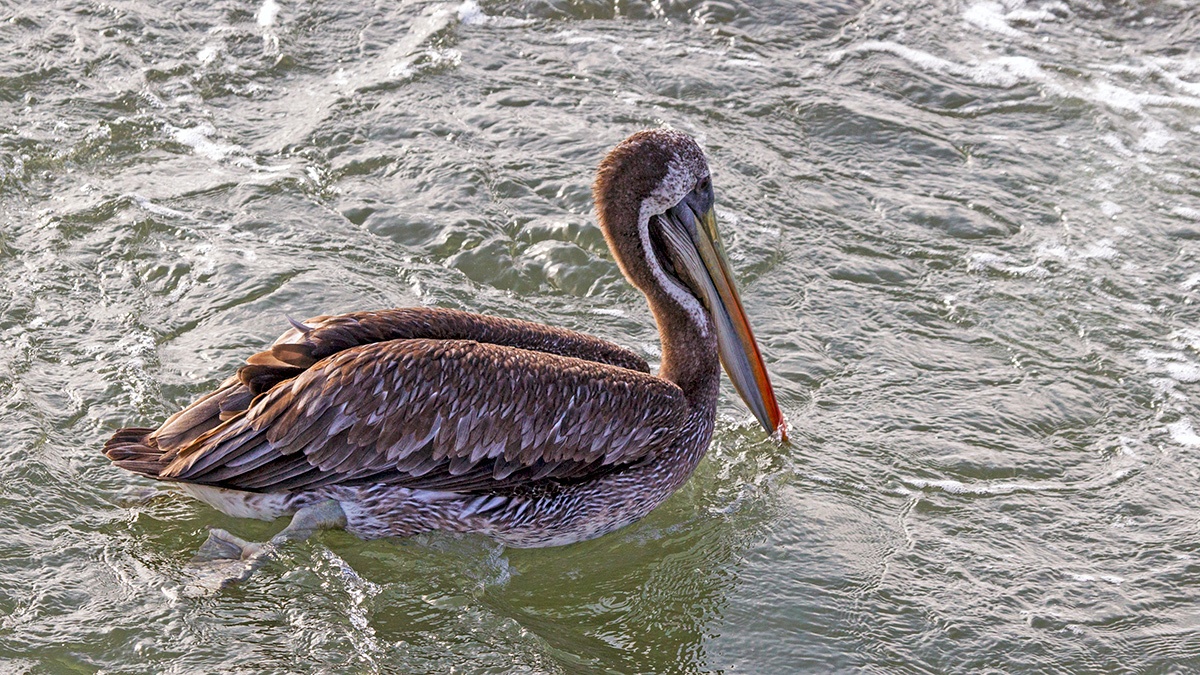Peruvian Pelican [Pelecanus thagus]