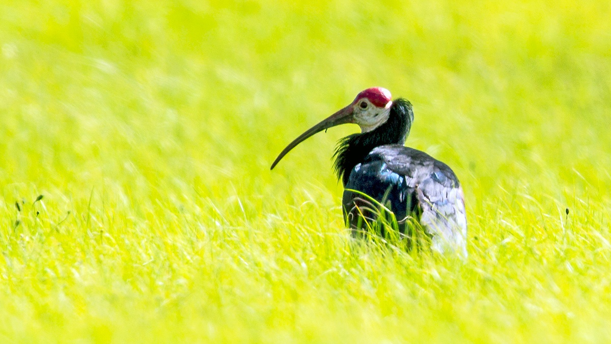 Southern Bald Ibis [Geronticus calvus]
