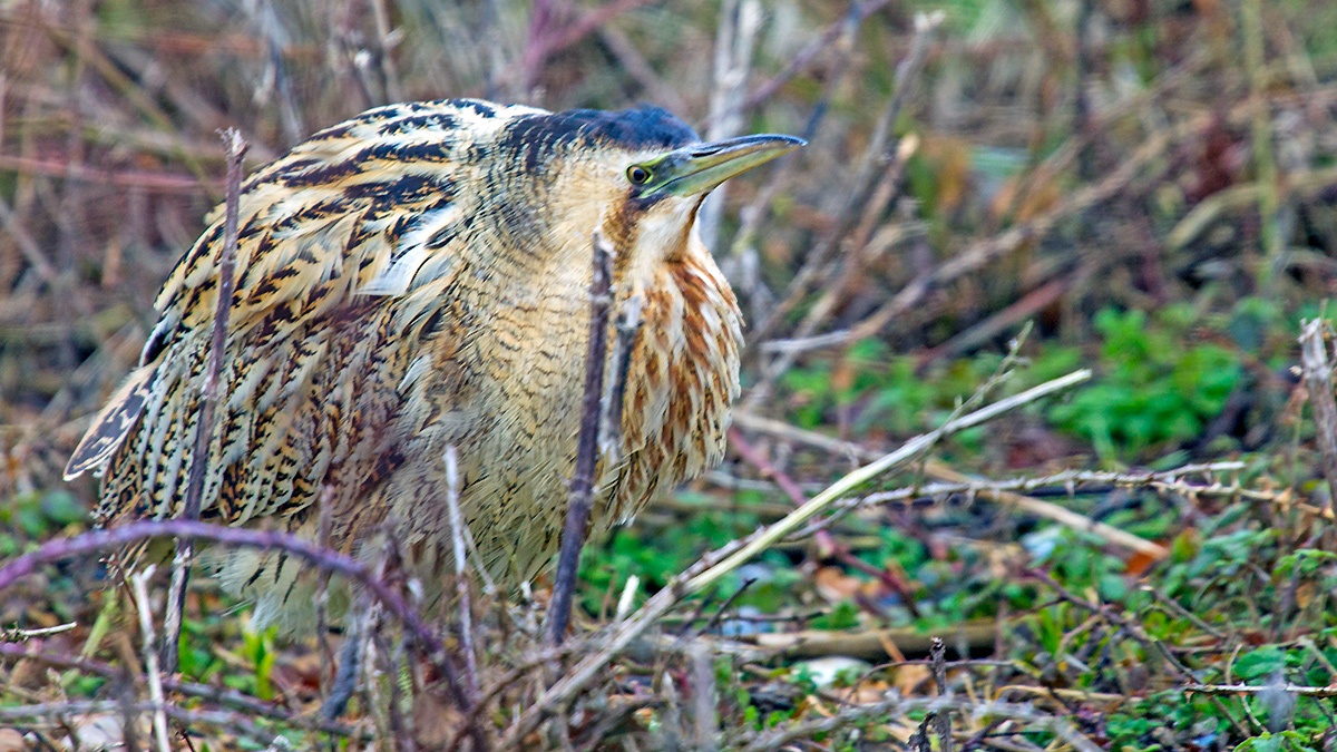 Eurasian Bittern [Botaurus stellaris stellaris]