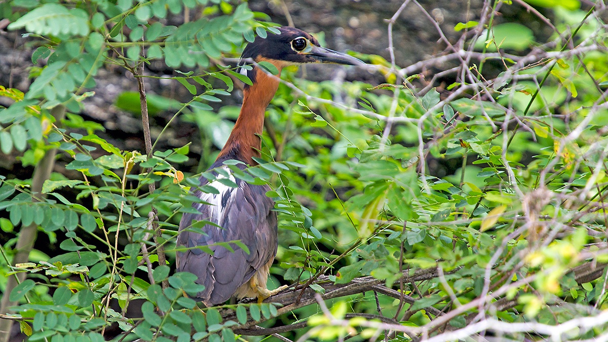 White-backed Night Heron [Gorsachius leuconotus]
