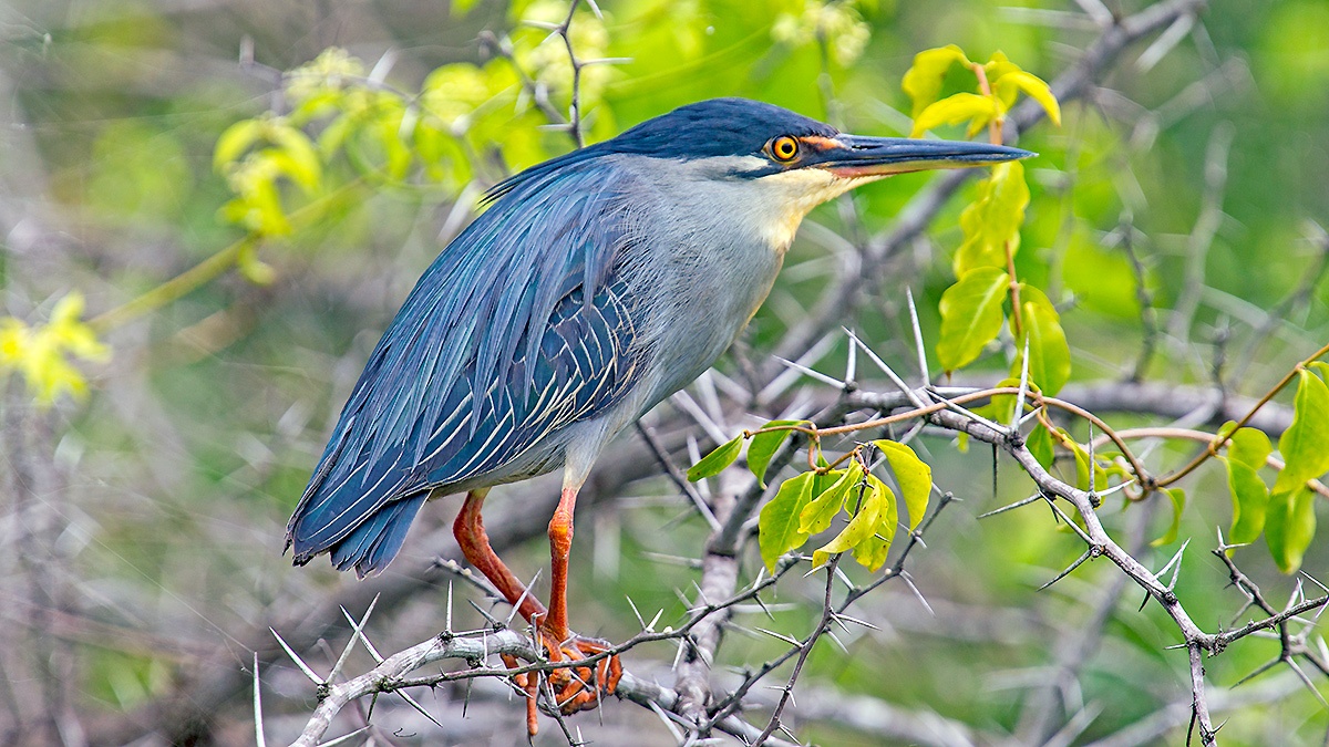 Little Heron [Butorides atricapilla atricapilla]
