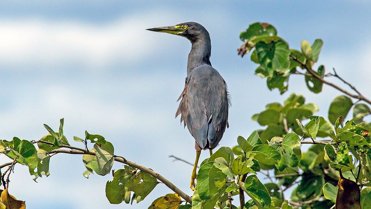 Rufous-bellied Heron [Ardeola rufiventris]